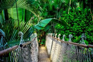 Hiking in the Rain forest