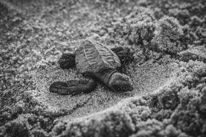 Protect endangered turtles in Kyparissia, Greece