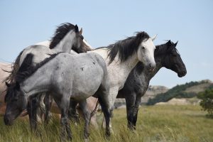 Run wild with the horses in California, USA